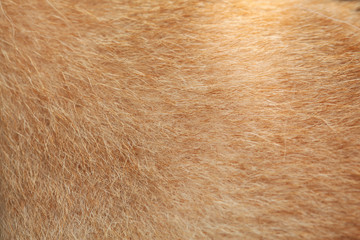 close up brown dog skin for background