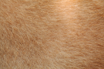 brown dog of animals skin  for the design background.