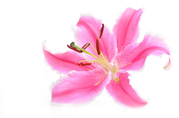 Fototapeta na wymiar Flower lily