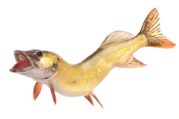 Fish pike