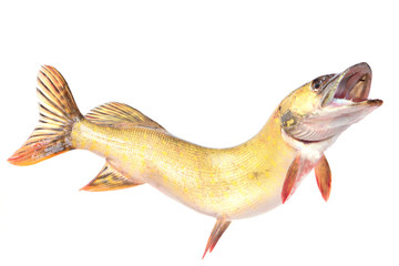 Fish pike