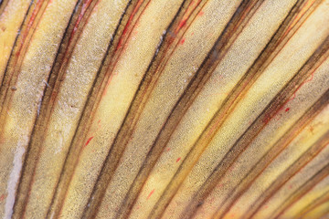  Texture fish pike