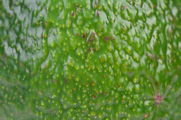 Avocado texture © valeriy555