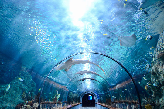 Acquarium Full of Beautiful Tropical Fishes