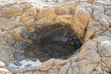 木の化石（珪化木）