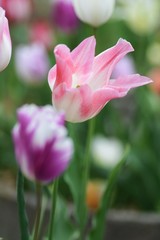 ピンクのチューリップのアップ