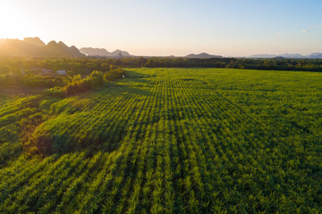 Sugarcane plantation field aerial view with sunset light