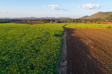 Sugarcane plantation field aerial view with sunset light