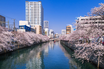 横浜 大岡川の桜