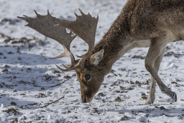 Damhirsch im Winter