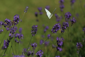 Closeup photo of a Cabbage White butterfly on lavender.