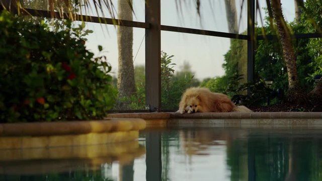 Happy Dog Relaxes Poolside In Florida - Shot On Red Scarlet-W Dragon In 4K