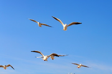 Fototapeta na wymiar Flock of seagull gull birds flying hovering swooping in sky on a sunny clear blue day