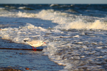 Seagull walking along waters edge at Black Sea in soft send light of sunset