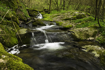 Forest stream waterfall