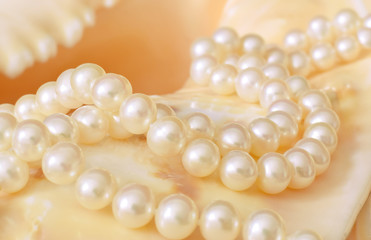 Pearls necklace on seashell closed up