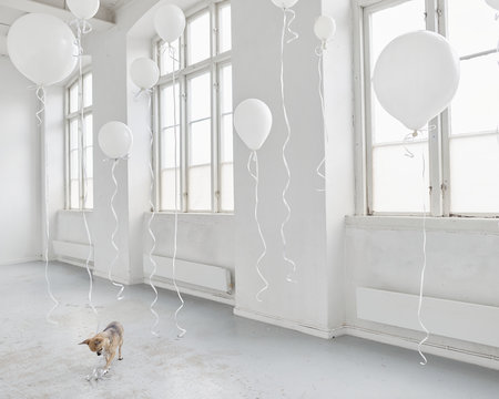 Dog in white room with balloons