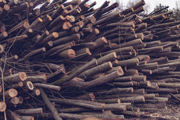 A huge heap of felled trees. The concept of ecology and nature protection