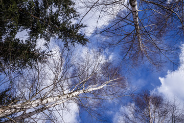 sunny day, blue sky with clouds, view up on tree tops, trees without leaves.