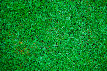 Green fresh nature grass texture