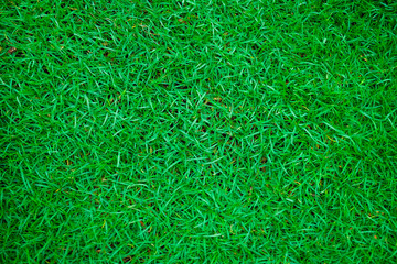 Green fresh nature grass texture