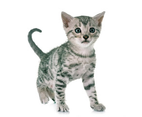 bengal kitten in studio