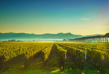 Bolgheri and Castagneto vineyards sunrise backlight. Maremma Tuscany, Italy