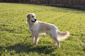 cane Golden Retriever