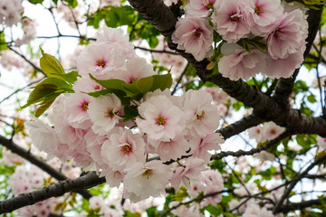 Blooming Cherry trees in Osaka, Japan