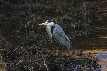 Graureiher (Ardea cinerea)