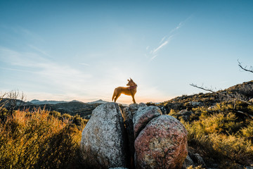 Dog on a rock at sunset - 199528830