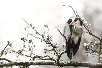 Graureiher (Ardea cinerea)