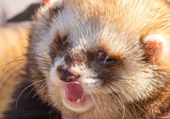 Portrait of a ferret in the park