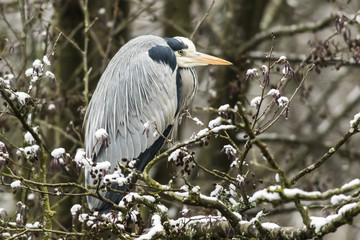 Graureiher (Ardea cinerea)
