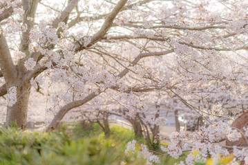 夕日に照らされる桜