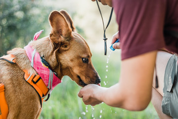 Hiking dog drinking water