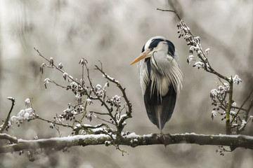 Graureiher (Ardea cinerea)