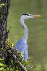 Graureiher (Ardea cinerea)