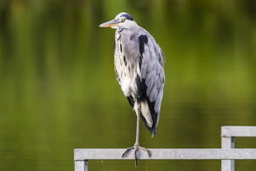 Graureiher (Ardea cinerea)