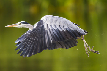 Graureiher (Ardea cinerea)