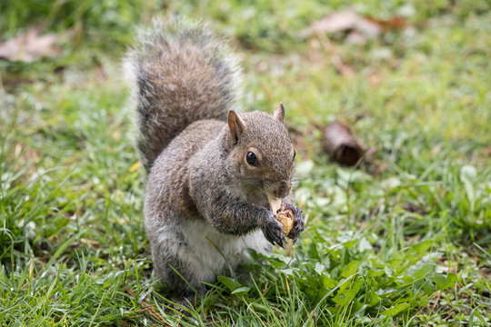 scoiattolo grigio (Sciurus carolinensis)