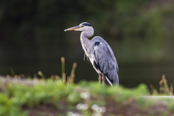 Graureiher (Ardea cinerea)