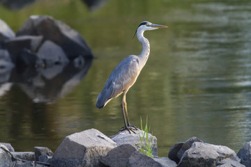 Graureiher (Ardea cinerea)