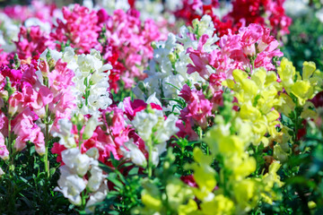 Obraz premium Colorful of Floral blossom consist of Tulip, orchid, Lilly, cyclamen and others