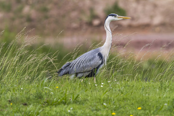 Fototapeta premium Graureiher (Ardea cinerea)