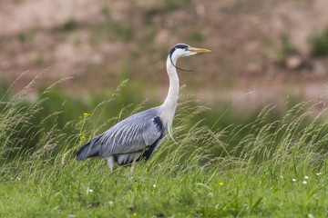 Graureiher (Ardea cinerea)