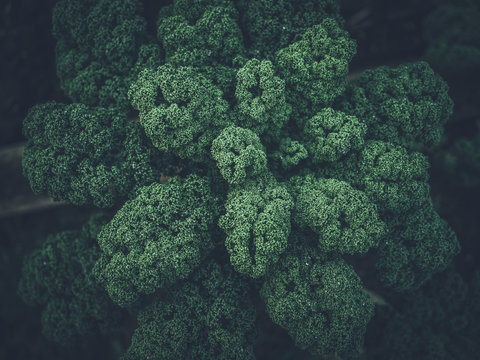 Green leaves