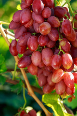 bunch of ripe grapes