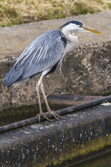 Graureiher (Ardea cinerea)