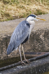 Fototapeta premium Graureiher (Ardea cinerea)